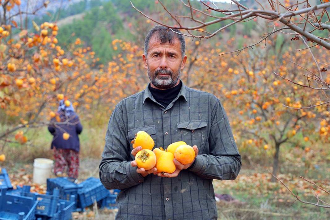 Çiftçi isyanda: Üreticide kilosu 25 lira, markette 80 lira! Yaş ve kuru olarak tüketilebiliyor 5